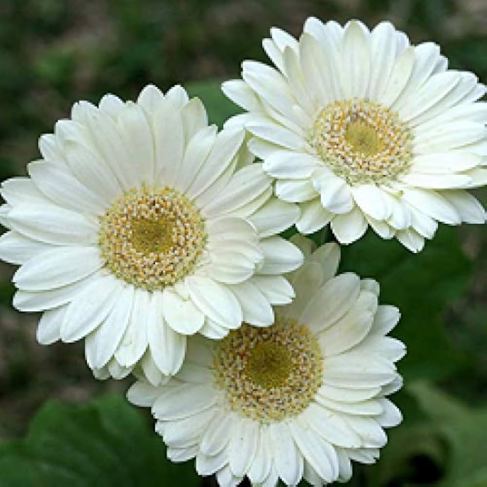 Gerbera (daisy flower Gerbera jamesonii mixed color) for planting in garden